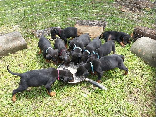 PoulaTo: doberman katerini