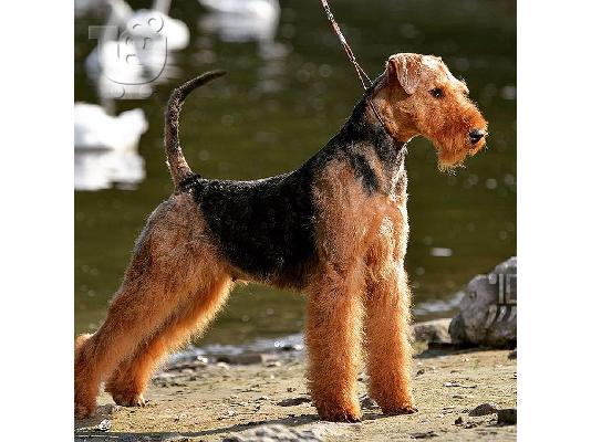 Airedale Terrier ΟΜΟΡΦΑ κουταβάκια