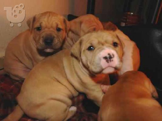 Κουταβάκια PIT BULL ΠΙΤ ΜΠΟΥΛ ........299 — Ηλιούπολη 
