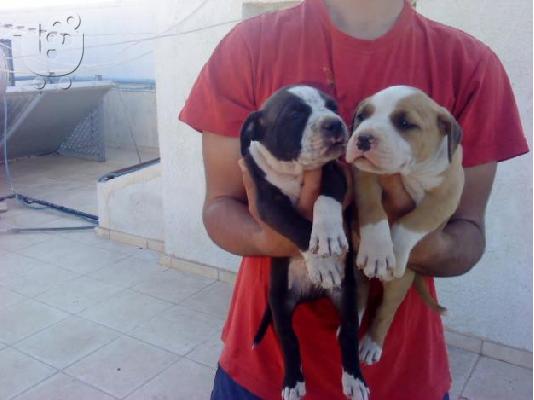 BLUE NOSE X RED NOSE CHOCOLATE ΚΟΥΤΑΒΙΑ(2 ΑΡΣΕΝΙΚΑ)ΓΝΗΣΙΑ ΑΡΙΣΤΗΣ ΜΟΡΦΟΛΟΓΙΑΣ ΚΡΗΤΗ-ΑΘΗΝΑ...