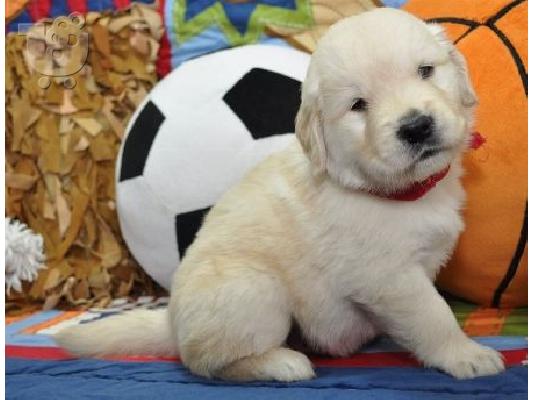 PoulaTo: Εκπληκτικά κουτάβια Golden Retriever