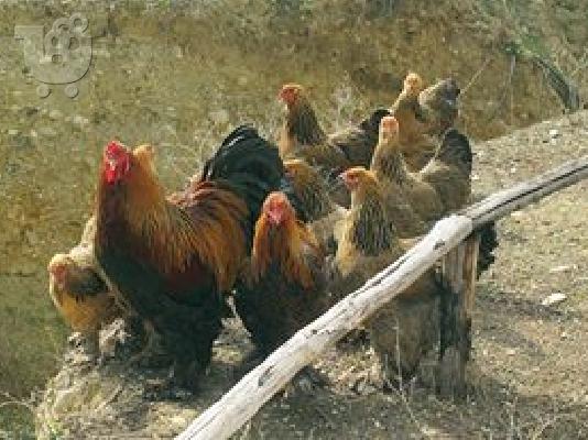 PoulaTo: Πωλουνται κοτες Μπράχμα 35 ευρώ το ένα