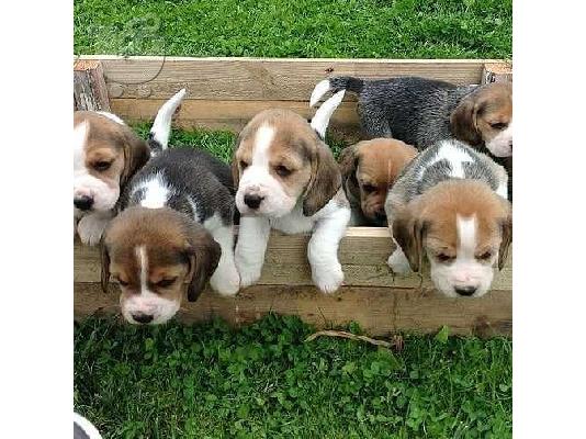 PoulaTo: Διαθέσιμα κουτάβια Beagle
