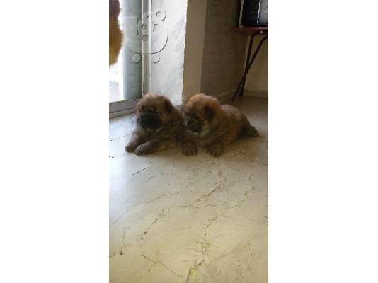 PoulaTo: τσοου τσοου chow chow