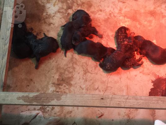 ΠΩΛΟΥΝΤΑΙ ΑΥΘΕΝΤΙΚΑ ROTTWEILER
