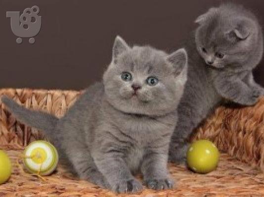 PoulaTo: British Shorthair γατάκια για καλά σπίτια
