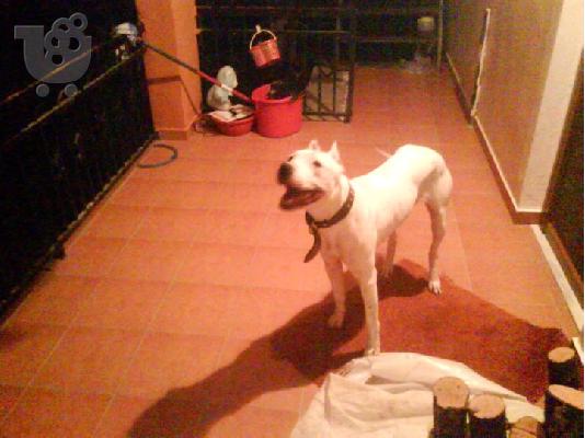 DOGO ARGENTINO