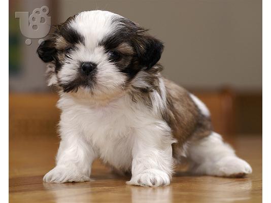 PoulaTo: SIX TZU