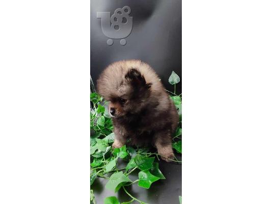 Όμορφα κουτάβια Pomeranian