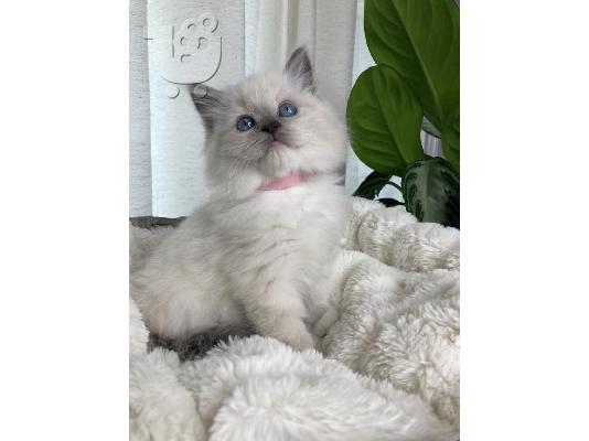 PoulaTo: Γατάκια Pedigree Ragdoll