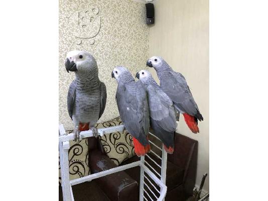 PoulaTo: african grey parrots with cage and toys needing new homes