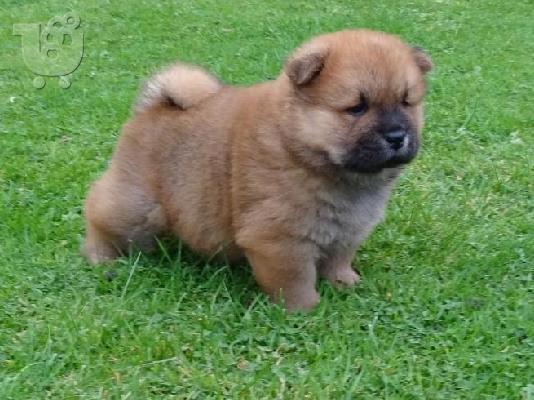 Διαθέσιμα κουτάβια Chow Chow έτοιμα προς πώληση.