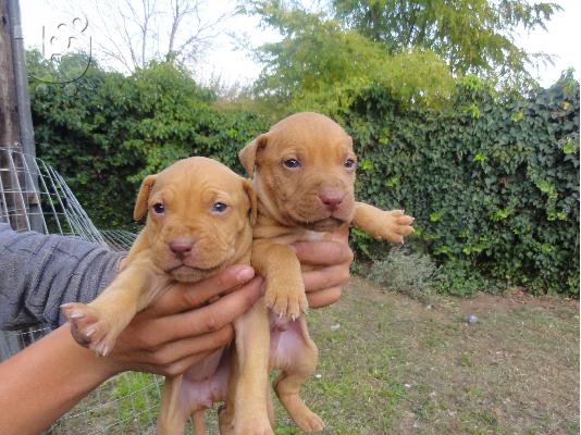 pitbullakia