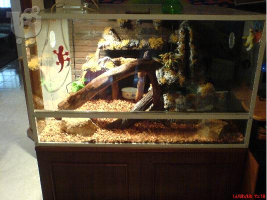 Ball Python  Φίδια Φίδια