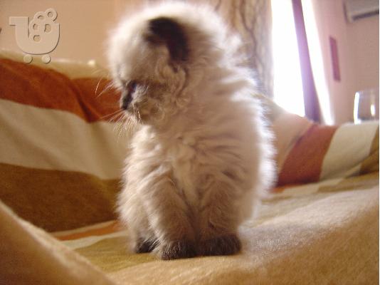 persika himalayians color-point gatakia