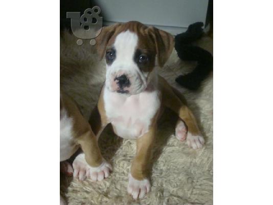 boxer
