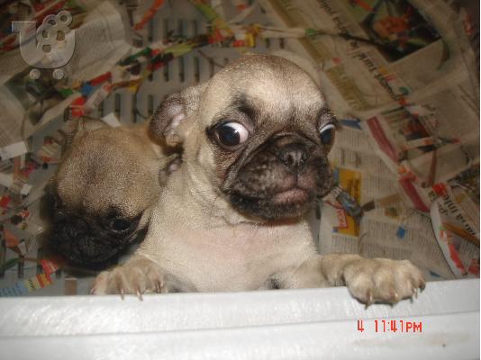 PUG