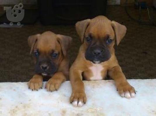 PoulaTo: boxer