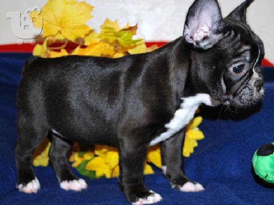 PoulaTo: French bulldog