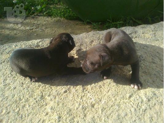 ΠΡΟΣΦΟΡΑ!!!!!!!!!Πανεμορφα Pit Bull