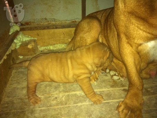 ΚΟΥΤΑΒΙΑ DOGUE DE BORDEAUX---ΓΑΛΛΙΚΟ ΜΑΣΤΙΦ