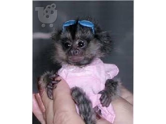 PoulaTo: Baby πιθήκους marmoset προς πώληση