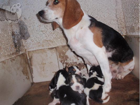 PoulaTo: μπηγκλ beagle