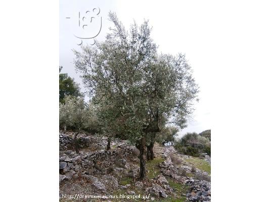ΕΛΑΙΟΛΑΔΟ ΜΥΤΙΛΗΝΗΣ ΑΠΕΥΘΕΙΑΣ ΑΠΟ ΠΑΡΑΓΩΓΟ