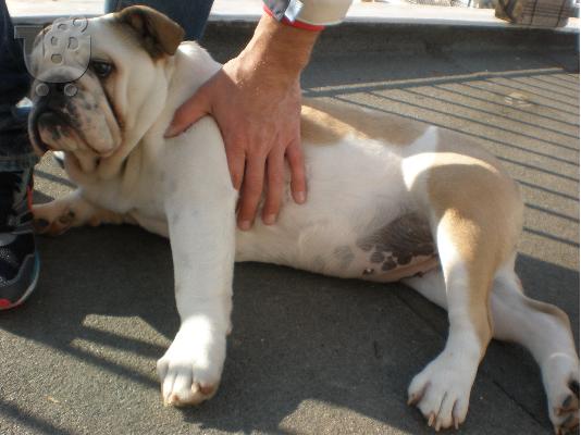 ΑΓΓΛΙΚΟ BULLDOG  ΘΗΛΥΚΟ ΛΕΥΚΟ-ΜΠΕΖ