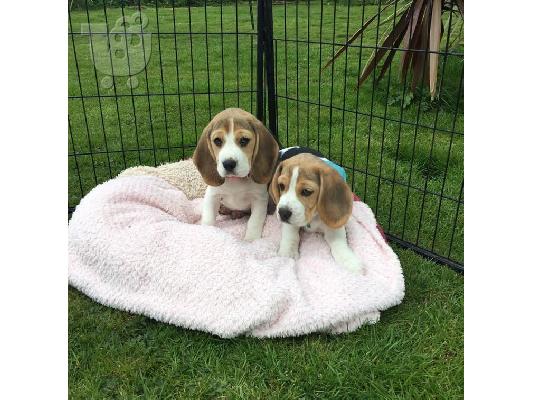 PoulaTo: Beagle κουτάβια διαθέσιμα προς πώληση