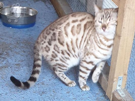 PoulaTo: Charming carnival kitten
