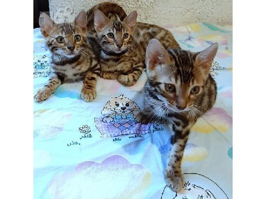 PoulaTo: ΔΙΑΘΕΣΙΜΟ ΥΠΟΣΤΗΡΙΖΟΜΕΝΟ ΒΙΒΛΙΟ BENGAL