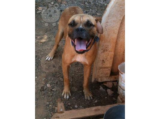AKC καταχωρηθεί κουτάβι μπόξερ για υιοθεσία