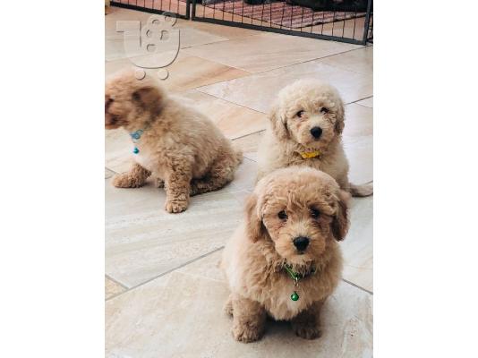PoulaTo: Όμορφα κουτάβια Cavapoo
