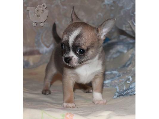 PoulaTo: τσιουάουα  mini /  chihuahua mini