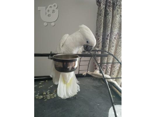 Αξιολάτρευτο παπαγάλο Cockatoo