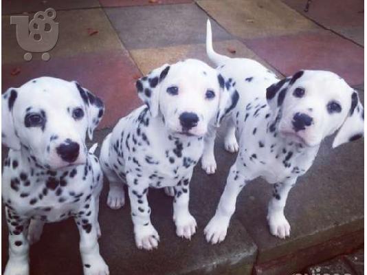 PoulaTo: Όμορφα Dalmations κουτάβια προς πώληση