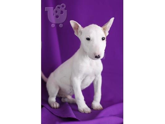 PoulaTo: Υγιή αρσενικά και θηλυκά κουτάβια Bull terrier