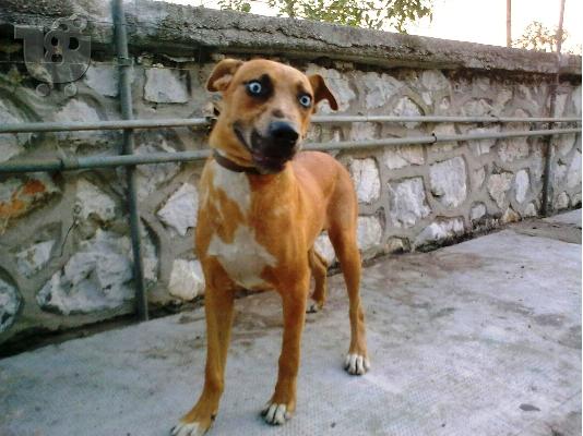 PoulaTo: ΣΚΥΛΑΚΟΣ ΜΕ ΜΠΛΕ ΜΑΤΙΑ ΧΑΡΙΖΕΤΑΙ