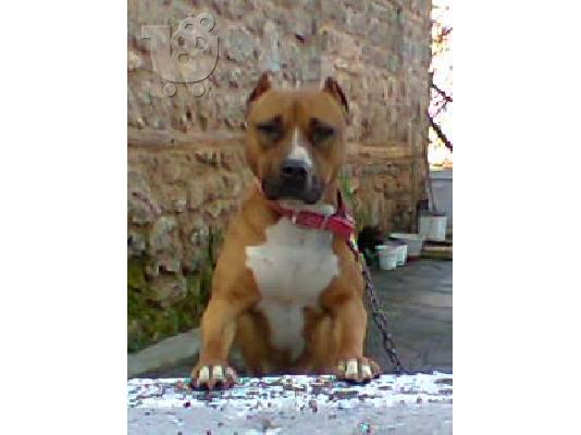 PoulaTo: Διαθεσιμo κουταβι Pitbull Amstaff Θυληκo