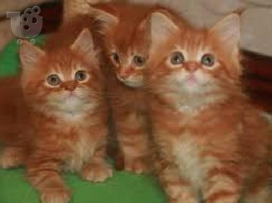 Maine Coon Cats Διαθέσιμο
