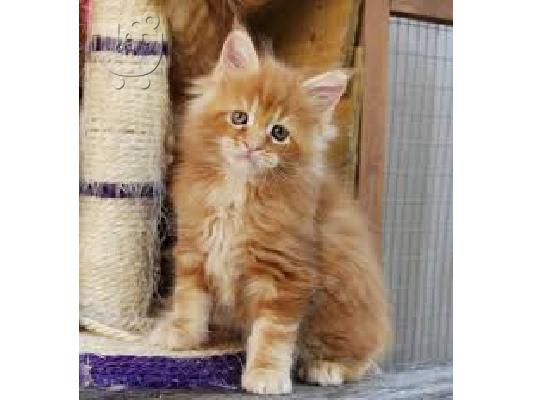 Διαθέσιμο Maine Coon γατάκια