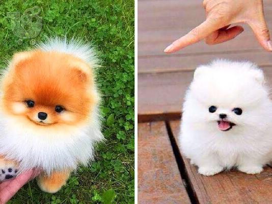 Διαθέσιμα γοητευτικά κουτάβια τσαγιού Pomeranian