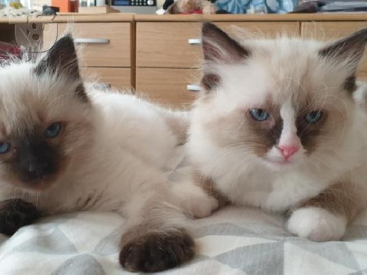 Αξιολάτρευτο RAGDOLL KITTENS