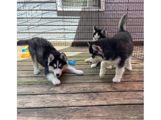 PoulaTo: Διαθέσιμα κουτάβια Siberian Husky