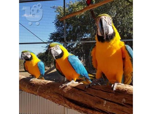 PoulaTo: Blue and Gold Macaw parrots for sale