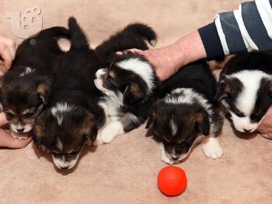 Κουτάβια Pembroke Welsh Corgi