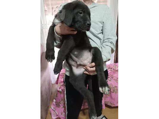 Κουτάβια Bandog προς πώληση
