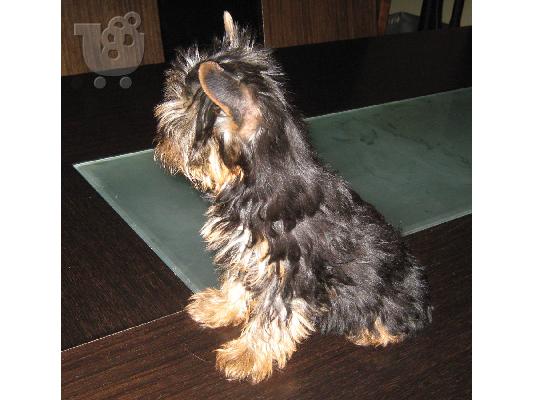 Yorkshire terrier , Γιορκσάιρ τεριέ , yorki , γιόρκι κουταβάκια πωλούνται...