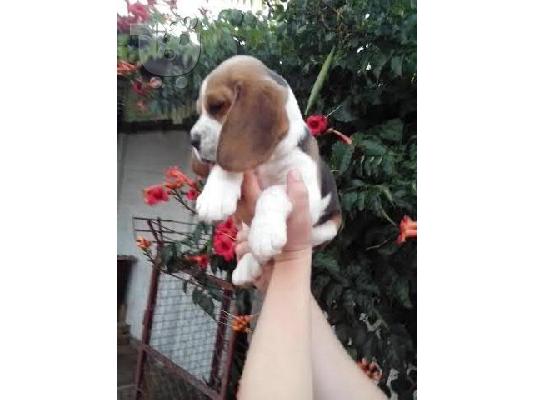 BEAGLE